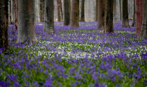 Η χαμένη Άνοιξη και οι επιπτώσεις της