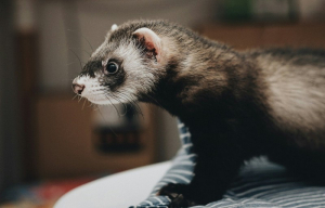 Πετροκούναβο βύθισε στο σκοτάδι την Καστοριά!