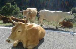 Τι απαντά η Περιφέρεια για τα ανεπιτήρητα ζώα στη Λευκάδα