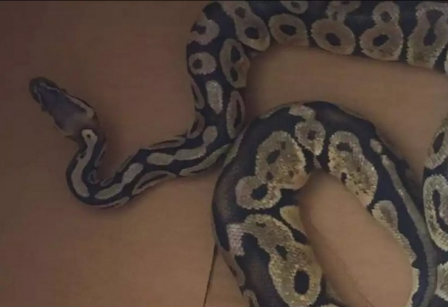 Αγία Παρασκευή: Είδαν πύθωνα να βολτάρει στο... σαλόνι τους