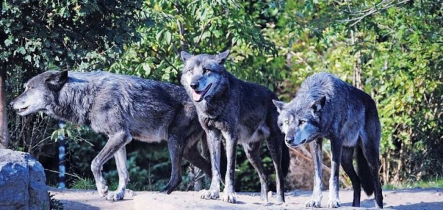 Θεσσαλονίκη: Υβρίδια λύκων κατασπαράζουν κυνηγόσκυλα και επιτίθενται σε ανθρώπους