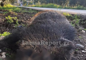 Φθιώτιδα: Τροχαίο με τεράστιο αγριογούρουνο στην Αταλάντη