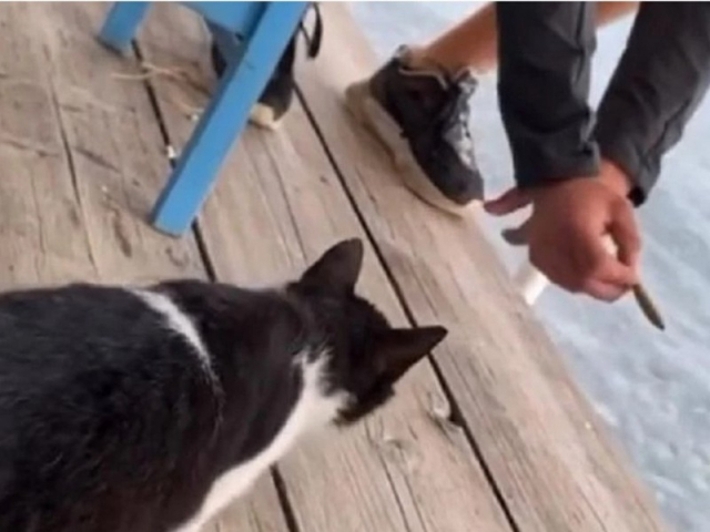 Αθωώθηκε ο νεαρός που κλώτσησε γάτα σε ταβέρνα στην Αιδηψό