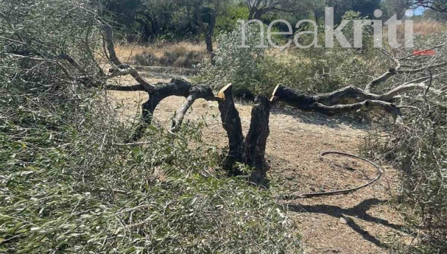 Πήγαν στο χωράφι και βρήκαν όλες τις ελιές τους κομμένες από την ρίζα