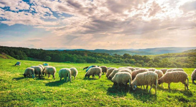 Οδηγίες προς τους κτηνοτρόφους από το Τμήμα Κτηνιατρικής Λευκάδας