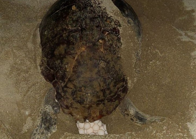 Ρέθυμνο: Χελώνα έψαχνε επί 5 ώρες να βρει χώρο να γεννήσει τα αυγά της αλλά έπεφτε σε… ξαπλώστρες