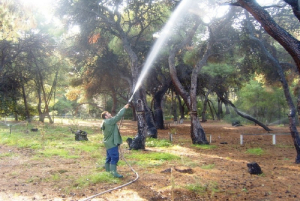 Ξεκινά την Παρασκευή ο ψεκασμός των ελαιοδένδρων στην Π.Ε Πρέβεζας