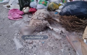 Φρίκη στην Κέρκυρα: Ασυνείδητοι πέταξαν ημιθανή προβατίνα στα σκουπίδια!