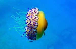 Οι μωβ μέδουσες μας λένε «αντίο» - Έρχονται οι σαλούφες