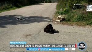 Νεοχώρι Πρέβεζας: Αγέλες αδέσποτων «κλείνουν» τους κατοίκους στα σπίτια τους (video)