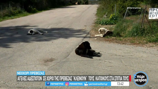 Νεοχώρι Πρέβεζας: Αγέλες αδέσποτων «κλείνουν» τους κατοίκους στα σπίτια τους (video)