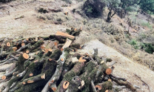 Σούλι: Άγνωστοι μετέτρεψαν δάσος σε… καυσόξυλα!!!