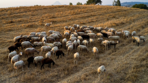 Ενημέρωση της Περιφέρειας Ιονίων Νήσων για την πανώλη των μικρών μηρικαστικών