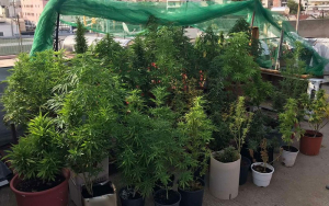 Καμίνια: Μετέτρεψε την ταράτσα του σε φυτώριο δενδρυλλίων κάνναβης