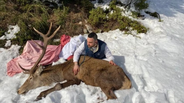 Ιπποκράτειος Πολιτεία: Τραυματισμένο ελάφι βρήκε καταφύγιο σε αυλή σπιτιού