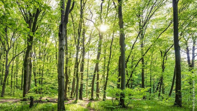 Τα δάση ως δεξαμενές αποθήκευσης άνθρακα