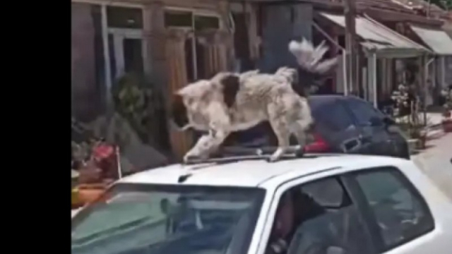 Καρδίτσα: Συνελήφθη ο οδηγός που έβαλε σκύλο στην οροφή εν κινήσει αυτοκινήτου