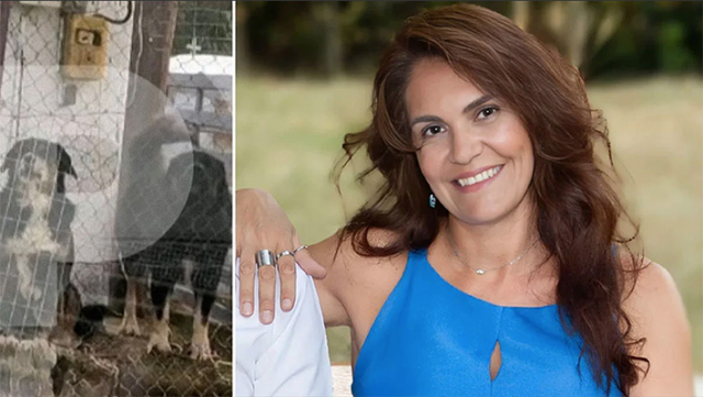 Θεσσαλονίκη: «Δεν είναι καλά σκυλιά, είναι δολοφόνοι», λέει ο κωφάλαλος κηπουρός / Είχαν επιτεθεί ξανά στο χωριό