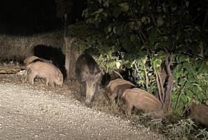 Θεσσαλονίκη: Εμφανίστηκαν ξανά αγριογούρουνα - «Θα θρηνήσουμε θύματα» λέει ο δήμαρχος Νεάπολης - Συκεών