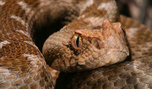 Θεσσαλονίκη: Οχιά δάγκωσε εθελόντρια ερπετολόγο σε σχολείο - Διασωληνώθηκε η 39χρονη