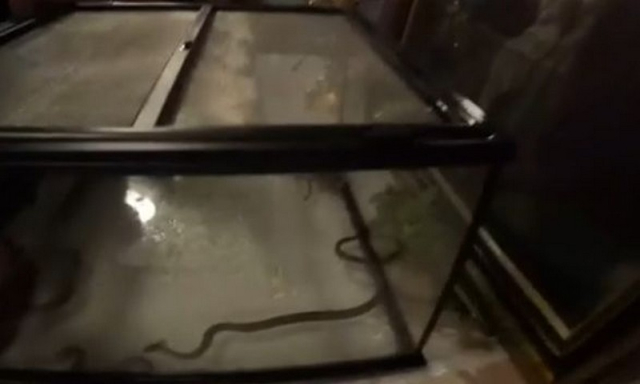 Δεκαπενταύγουστος: Εμφανίστηκαν και φέτος τα φιδάκια της Παναγίας στην Κεφαλονιά