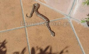 Οχιά σε αυλή σπιτιού στη Λαμία