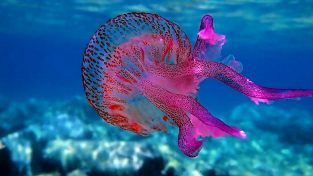 Τι ισχύει τελικά για τις μωβ μέδουσες: Σε ποιες περιοχές της Ελλάδας «συχνάζουν», πόσο επικίνδυνες είναι