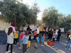 Δημοτικό Σχολείο Κατούνας: Το μάζεμα της ελιάς από τους μαθητές (φωτό)