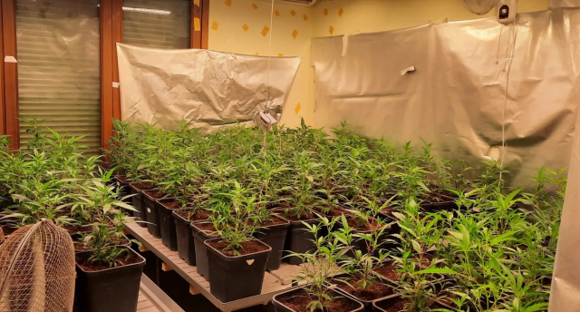 Καλλιεργούσαν μεγάλη φυτεία κάνναβης σε βίλα στην Αττική – 7 συλλήψεις