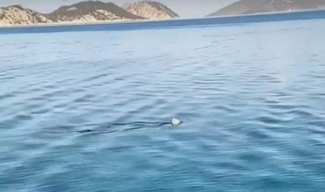 Κορινθιακός: Καρχαρίας κόβει βόλτες στα ρηχά – Βίντεο με το πτερύγιο να σκίζει τα νερά