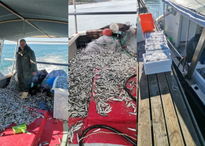 Η σαρδέλα του Ιονίου φτάνει στις μεγαλύτερες αγορές της χώρας